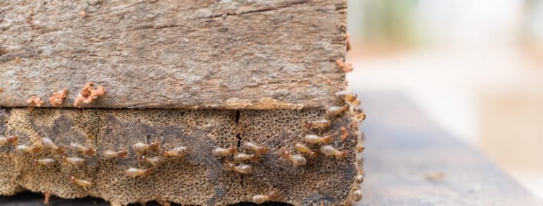 Is Termite Protection Worth Paying For